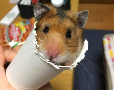 推特瘋傳《巨根的自我檢測》沒想到衛生紙芯竟然還有這種功用...