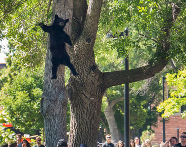 《拯救亂爬樹熊熊大作戰》看著牠們一臉平靜的跳下....一種莫名的悠哉感~
