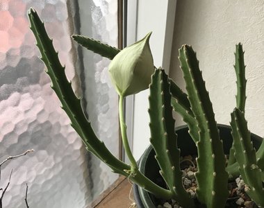 推主終於把養三年《仙人掌養到開花》卻哭了...因為這根本不是仙人掌... 網友:我懂Q_Q
