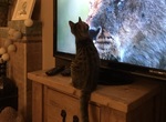BBC《獅子記錄片》好看到連家裡的貓都盯著電視不放 BBC《獅子記錄片》好看到連家裡的貓都盯著電視不放