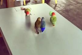 第一次看到《用嘴打籃球的鳥》一群鸚鵡嘰嘰喳喳的樣子好忙碌