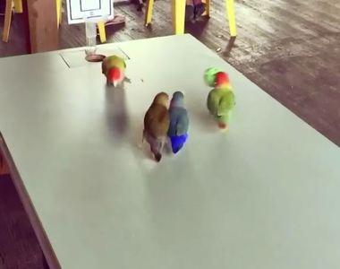 第一次看到《用嘴打籃球的鳥》一群鸚鵡嘰嘰喳喳的樣子好忙碌