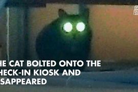 《機場流浪七天的家貓》主人朋友喊中文名「呆萌」後.....大橘貓現身蹭頭♥