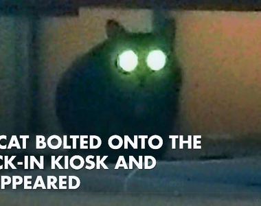 《機場流浪七天的家貓》主人朋友喊中文名「呆萌」後.....大橘貓現身蹭頭♥