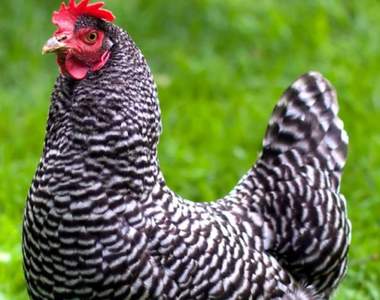 【有片】乂煞氣a雞哥乂《戰鬥雞狂追美國男》推特瘋傳魔性6秒廢片，莫名其妙想看第2次