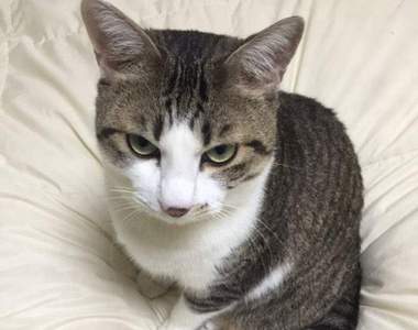 《貓咪霸佔主人床舖解決法》是時候該奪回貓奴床主權惹ww