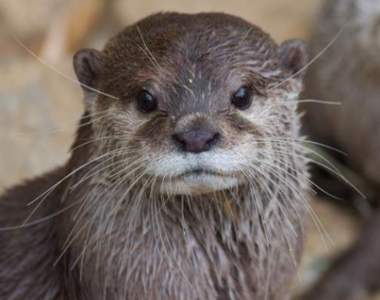 《憧憬的水獺生活》意外讓不少人類驚覺原來自己是水獺ww