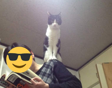 貓奴瘋挑戰《肩上貓》我只是想跟流行,怎麼結果跟我想的不一樣wwww