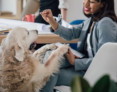 六月最後一個週末《帶狗上班日》把你的毛小孩通通帶去上班吧♥