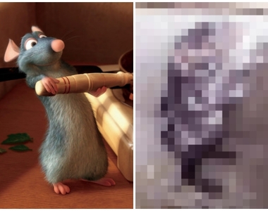 不可思議影片《水溝老鼠在他浴室洗香香》渾身泡泡還左搓搓右揉揉