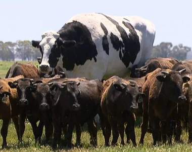 【有片】沒P圖《領主級澳洲巨牛「內褲」》有免死金牌，因為體型太巨大沒屠宰場能處理牠…