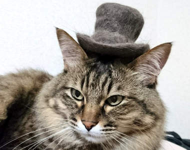 自己掉的毛自己戴《貓毛帽子》麻煩的換毛期終於有了樂趣♪