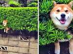 心情不好看這個就對了《療癒動物圖》看完只會傻笑覺得很開心~ 心情不好看這個就對了《療癒動物圖》看完只會傻笑覺得很開心~