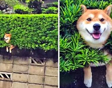 心情不好看這個就對了《療癒動物圖》看完只會傻笑覺得很開心～