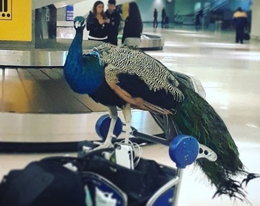 機場奇觀《孔雀被拒絕登機》萬一開屏要算幾個人的位子?