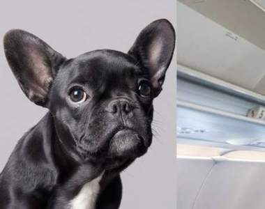 美國聯合航空又惹禍《空姐要求把法鬥放進行李艙》後悲劇發生