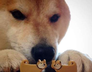 這些照片越看越上癮《忍不住找畫面中的亮點》每張照片都有一個亮點等你發現