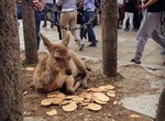 今年的日本黃金周《奈良小鹿吃飽飽》果然吃飽了就想睡了z...Z...z.. 今年的日本黃金周《奈良小鹿吃飽飽》果然吃飽了就想睡了z...Z...z..