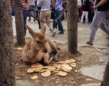 今年的日本黃金周《奈良小鹿吃飽飽》果然吃飽了就想睡了z...Z...z..
