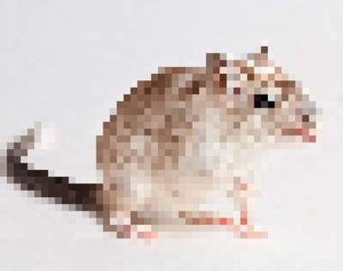 Youtuber在跳蚤市場買一隻《倉鼠》回家　養了數月才發現長長的OO根本不是倉鼠阿...