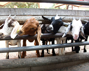 動物界惡作劇天王《羊咩咩頭被卡住了》牧場主人表示千萬不要被騙了