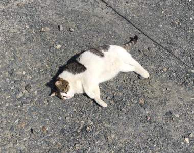 《貓落地的季節到來》隨處可見掉在地上的貓咪　但不能隨便撿走喔ww