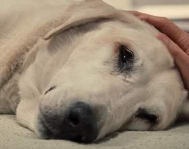 淚流滿面《寵物安樂死的那一刻》你知道牠們死前最後一個反應是什麼嗎?