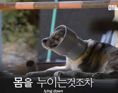 《卡在管子裡的狗》取下管子後發現另一個秘密讓眾人慶幸逃過一劫