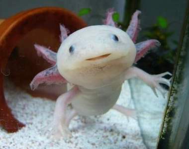 《六角恐龍》做成糰子的結果　有如生吞一般的真實質感完全不想觸碰...