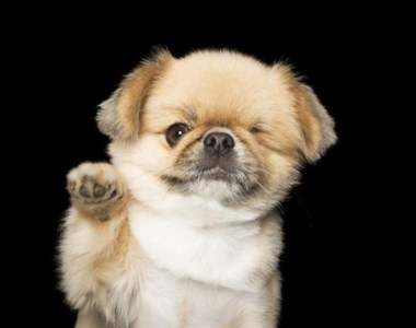 不完美才是完美《殘犬攝影集》牠們沒有不同只有一樣甜的笑容♥