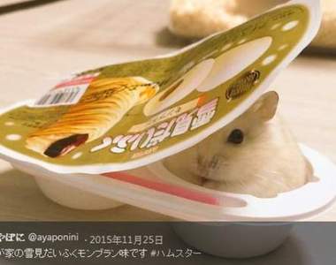 《寵物鼠的懶懶模式》可愛倉鼠姿勢新發現❤❤❤