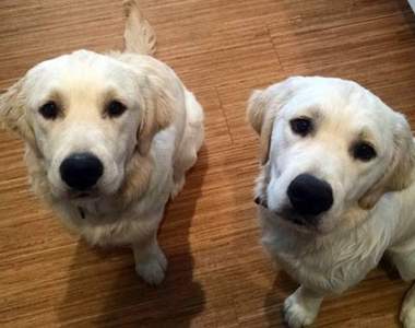 史上最可愛的罪犯《幫嬰兒脫逃的狗》只要有零食要我做什麼都行啦～