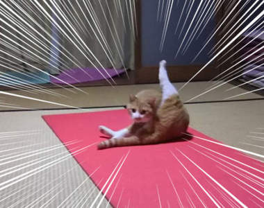 《貓用瑜珈墊的結果》看到沒~這才叫真正的「貓式」好嗎(抬)