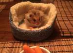 猜猜看《買床給倉鼠會發生什麼事?》答案就是圓了飼主的美夢帶牠到處...... 猜猜看《買床給倉鼠會發生什麼事?》答案就是圓了飼主的美夢帶牠到處......