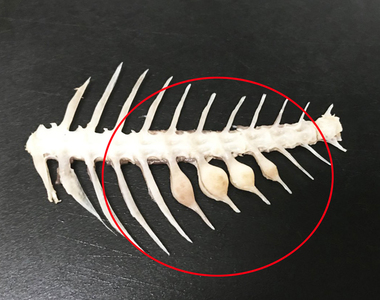 鯛魚美味的象徵《鳴門骨》也是鯛魚在險惡環境下努力的證據