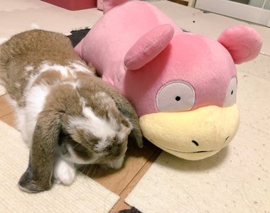 精靈寶可夢《慘遭兔兔騎乘處刑》呆呆獸～小火龍辛苦你們了（咦？）