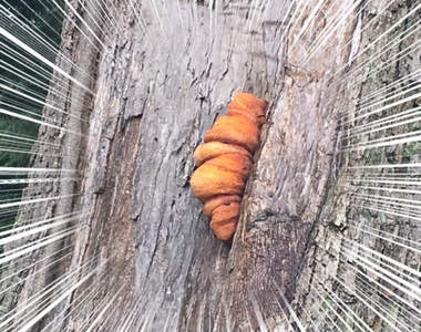 驚見《野生的牛角麵包》今天才知道原來牛角麵包是長在樹上的啊ww（誤）