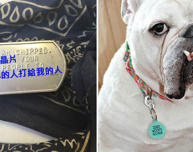 《動物的項圈吊牌》看出主人的個性有多差勁w