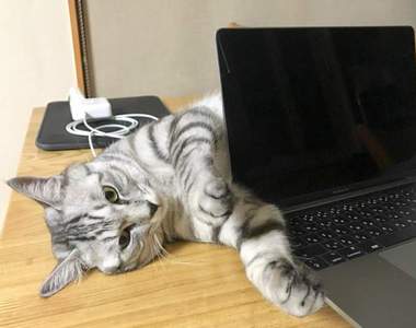 《礙事貓對策》喜歡妨礙主人電腦作業的貓咪就這樣"收拾"ww