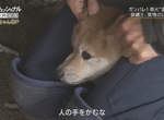 虐待還是教育?《馴犬師鏡頭前打狗炎上》教不好就會被安樂死啊…… 虐待還是教育?《馴犬師鏡頭前打狗炎上》教不好就會被安樂死啊……