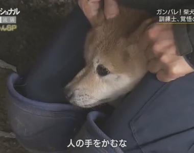 虐待還是教育?《馴犬師鏡頭前打狗炎上》教不好就會被安樂死啊……