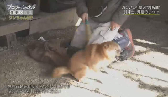 虐待還是教育 馴犬師鏡頭前打狗炎上 教不好就會被安樂死啊