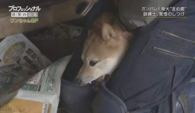 虐待還是教育 馴犬師鏡頭前打狗炎上 教不好就會被安樂死啊