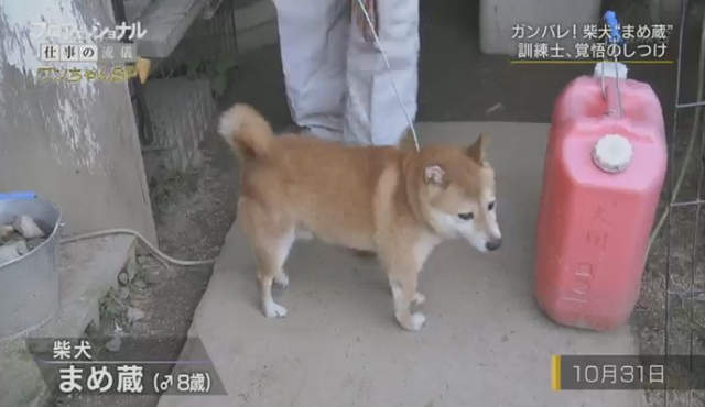 虐待還是教育 馴犬師鏡頭前打狗炎上 教不好就會被安樂死啊