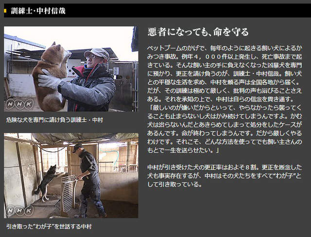 虐待還是教育 馴犬師鏡頭前打狗炎上 教不好就會被安樂死啊