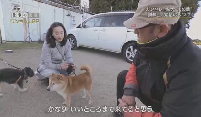 虐待還是教育 馴犬師鏡頭前打狗炎上 教不好就會被安樂死啊