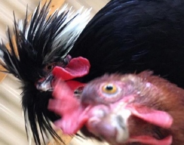 一點都不恐怖《手機裡多了不是自己拍的照片》兇手是誰一清二楚