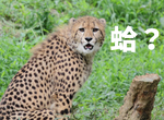 多摩動物公園《張嘴的獵豹》看起來憨憨的模樣太可愛了吧(゚д゚) 多摩動物公園《張嘴的獵豹》看起來憨憨的模樣太可愛了吧(゚д゚)