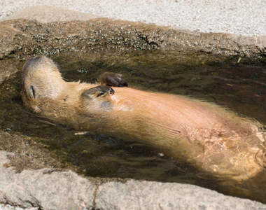 《每到動物園水豚都在裝死》是否也該上Yahoo!知識+尋求解決法呢ww