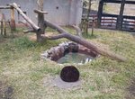 《亂入動物園的大黑貓》獸舍裡驚見的黑毛球讓人再次感受到貓科的習性❤ 《亂入動物園的大黑貓》獸舍裡驚見的黑毛球讓人再次感受到貓科的習性❤